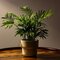 Parlor Palm